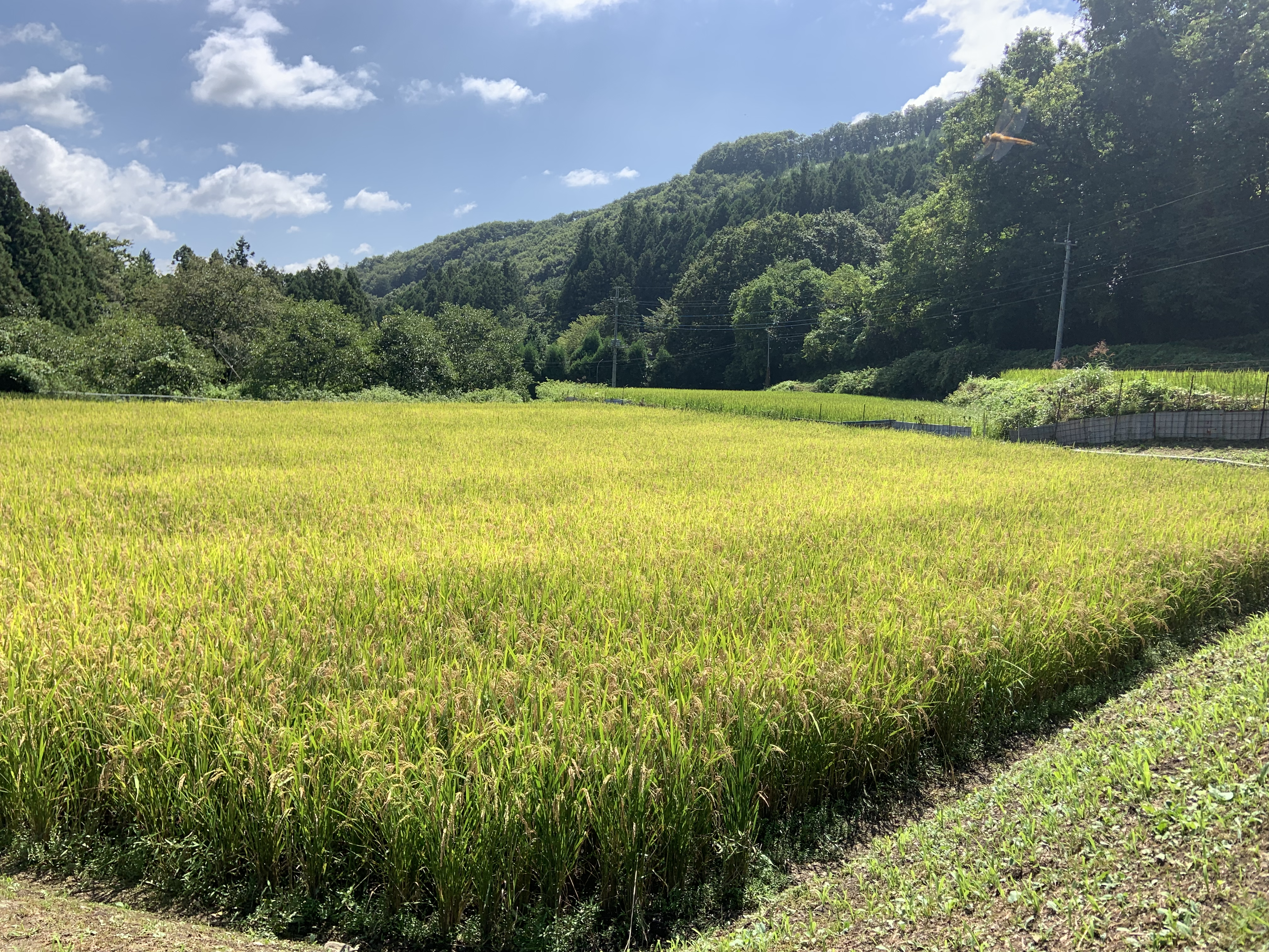 令和元年米　稲刈り体験